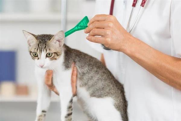 小猫的肚子为什么胀得像气球，主要原因有过度进食、便秘、患上猫传腹