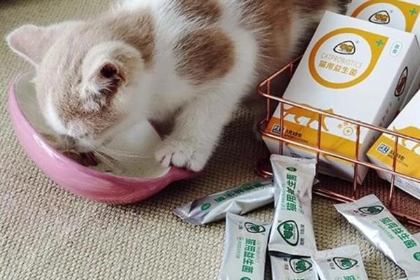 小猫的肚子为什么胀得像气球，主要原因有过度进食、便秘、患上猫传腹