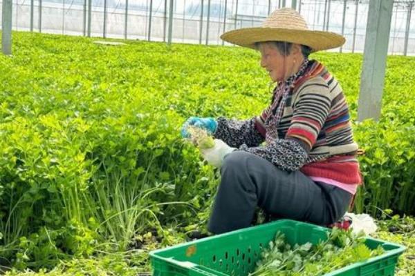 有哪些简单且省人工的大棚种植项目，丝瓜、平菇、韭菜等品种值得考虑