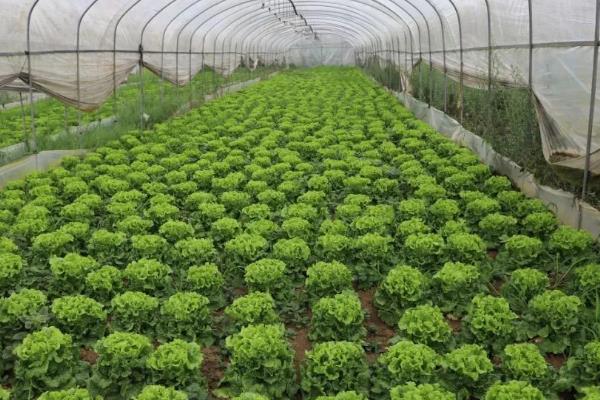 有哪些简单且省人工的大棚种植项目，丝瓜、平菇、韭菜等品种值得考虑