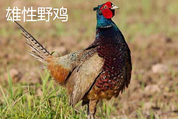 野鸡的外貌，其羽色华丽