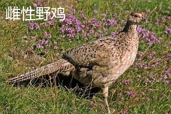 野鸡的外貌，其羽色华丽