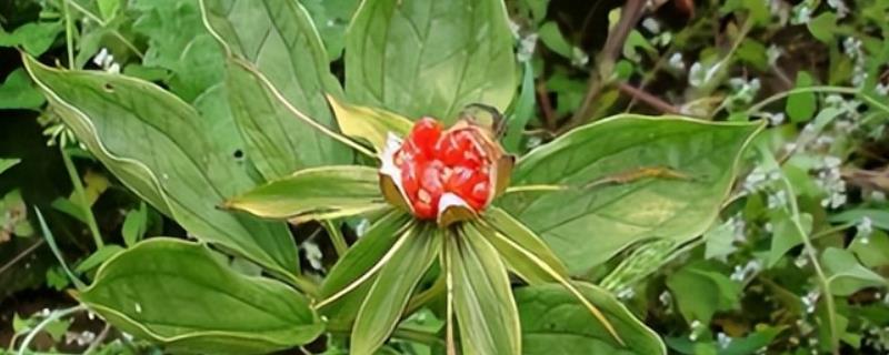 怎么挑选七叶一枝花，选择根茎类圆锥形的