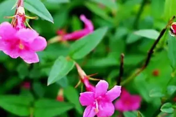 迎春花有什么种类，红素馨、探春花、素馨花等品种较常见