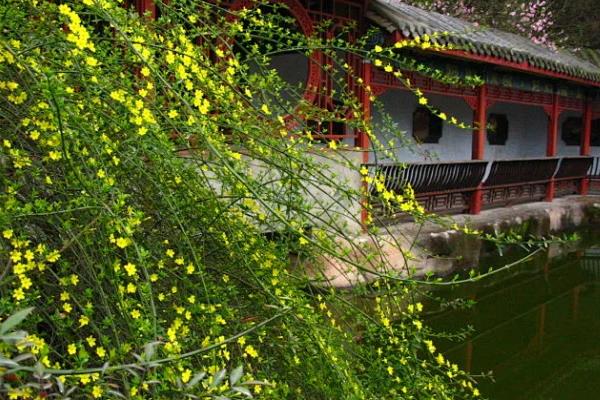 迎春花有什么种类，红素馨、探春花、素馨花等品种较常见