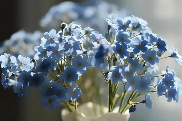 看病人适合送什么花，可以送康乃馨、满天星、月季花等