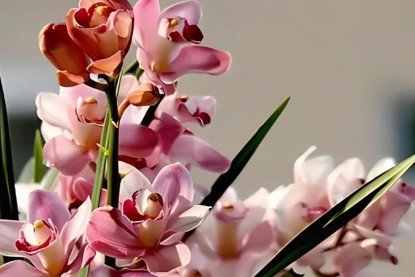 看病人适合送什么花，可以送康乃馨、满天星、月季花等