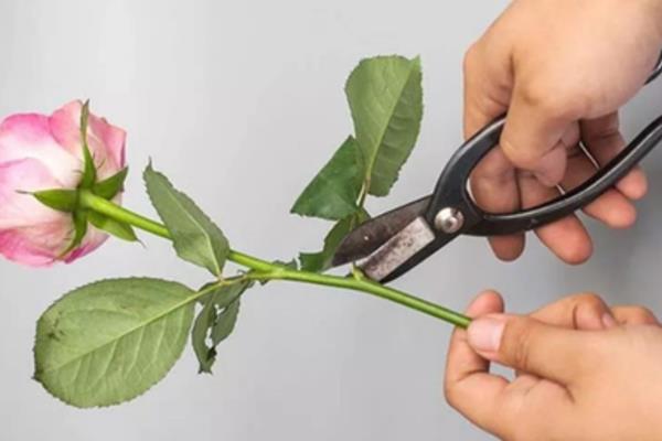 看病人适合送什么花，可以送康乃馨、满天星、月季花等