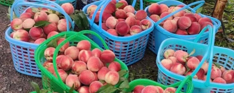 保存桃子有哪些注意事项,不能让它受到阳光的直射