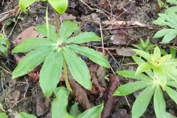 怎么挑选七叶一枝花，选择根茎类圆锥形的