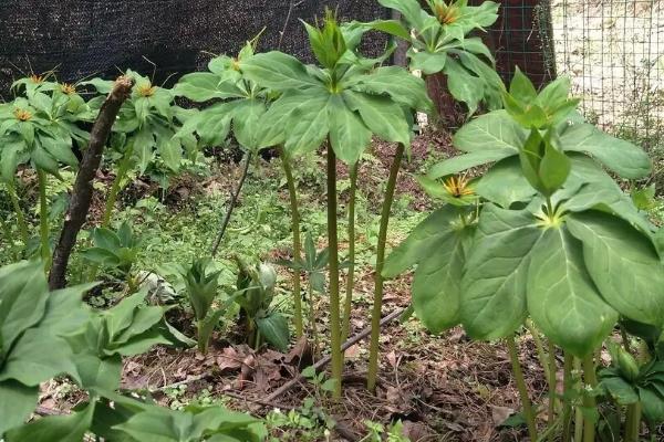 怎么挑选七叶一枝花，选择根茎类圆锥形的