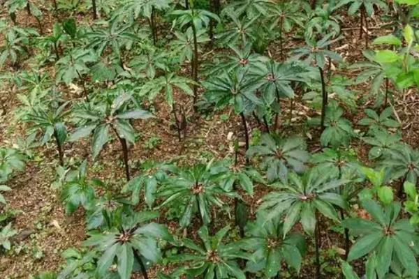 怎么挑选七叶一枝花，选择根茎类圆锥形的