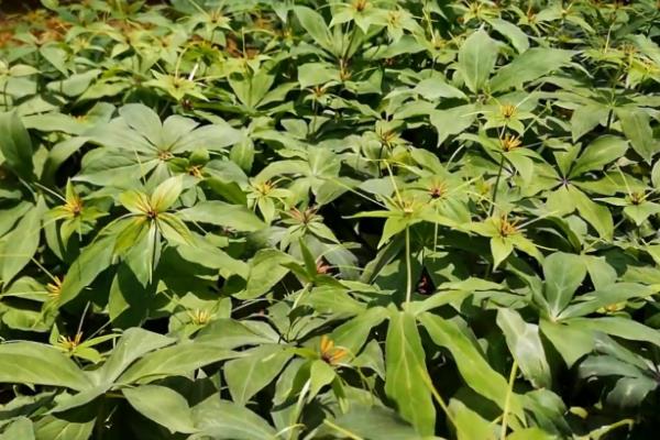 怎么挑选七叶一枝花，选择根茎类圆锥形的