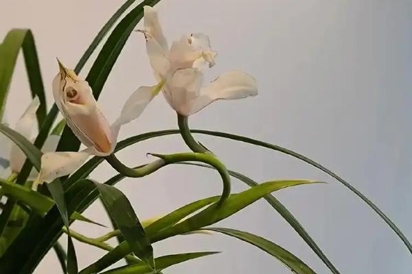 梅兰竹菊有什么象征，梅花代表坚韧不拔、自强不息