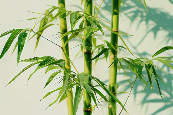 梅兰竹菊有什么象征，梅花代表坚韧不拔、自强不息