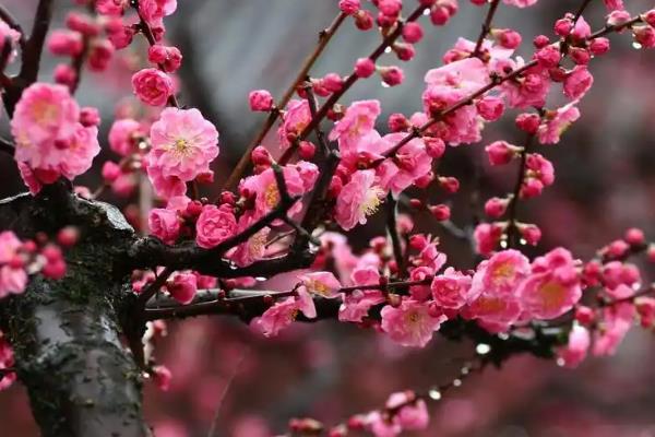 梅兰竹菊有什么象征，梅花代表坚韧不拔、自强不息