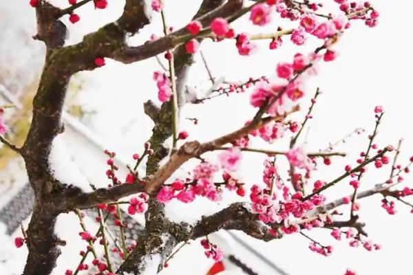 梅兰竹菊有什么象征，梅花代表坚韧不拔、自强不息