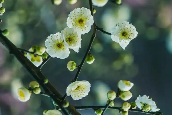 梅兰竹菊有什么象征，梅花代表坚韧不拔、自强不息