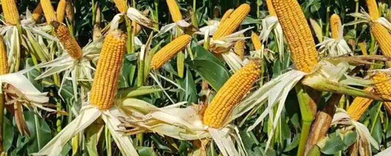 富尔931玉米种子的积温，适合在活动积温在2550℃以上的地区