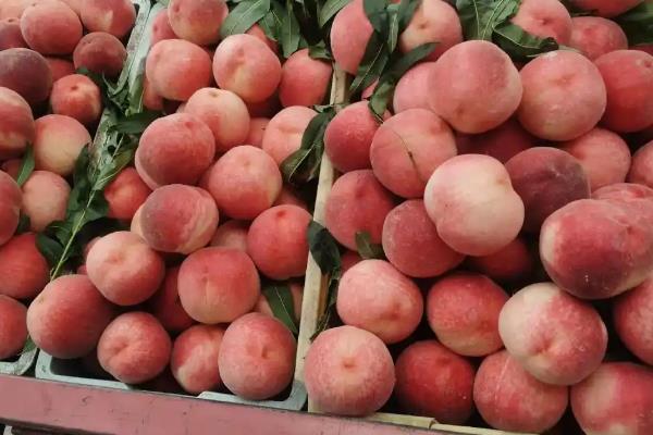 保存桃子有哪些注意事项,不能让它受到阳光的直射