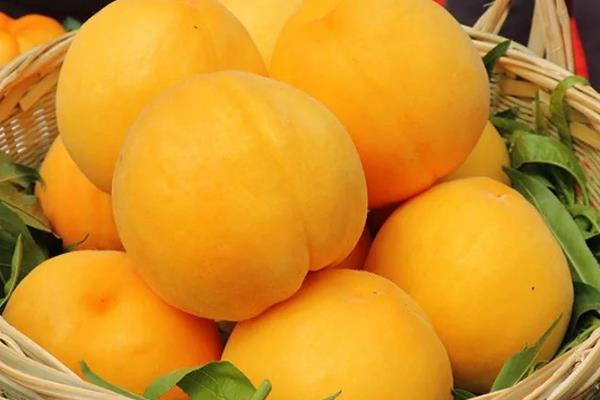 保存桃子有哪些注意事项,不能让它受到阳光的直射