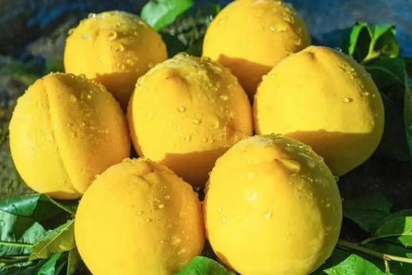 保存桃子有哪些注意事项,不能让它受到阳光的直射