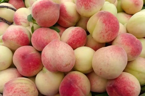 保存桃子有哪些注意事项,不能让它受到阳光的直射