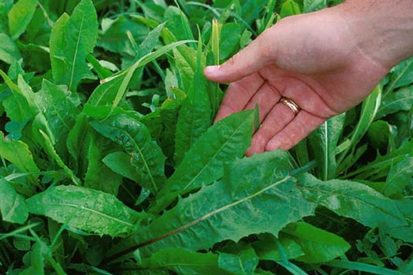 菊苣的食用方法，将叶片洗净后可用来炒食、凉拌或煮汤