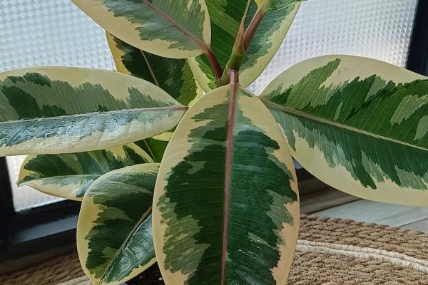 橡皮树如何养殖，喜欢在温暖的环境中生长