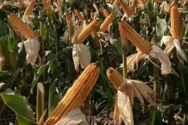 富尔931玉米种子的积温，适合在活动积温在2550℃以上的地区