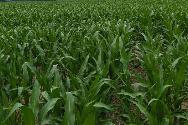 富尔931玉米种子的积温，适合在活动积温在2550℃以上的地区