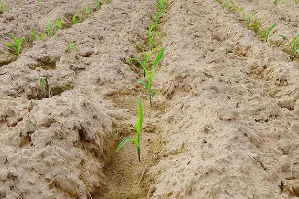 富尔931玉米种子的积温，适合在活动积温在2550℃以上的地区