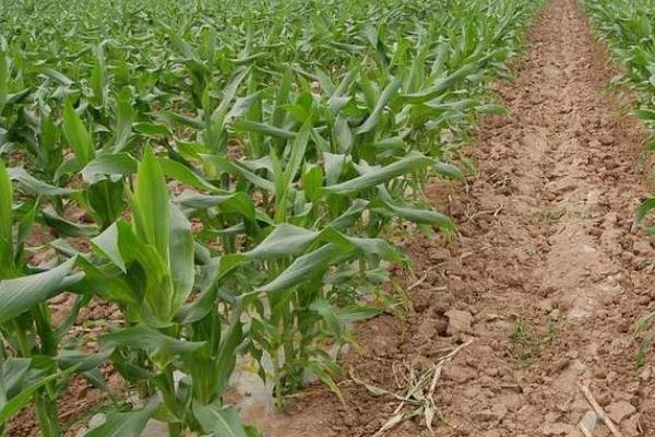 富尔931玉米种子的积温，适合在活动积温在2550℃以上的地区