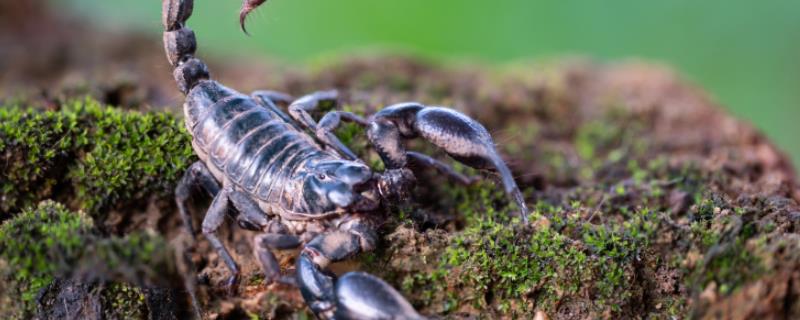 蝎子的常见病虫害及防治方法，常见的有斑霉病、黑腐病等