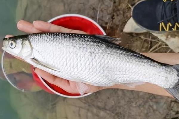 0.4号子线拉力强度，拉力值约0.9-1.3千克