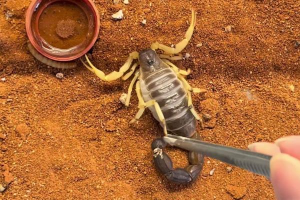 蝎子的常见病虫害及防治方法，常见的有斑霉病、黑腐病等