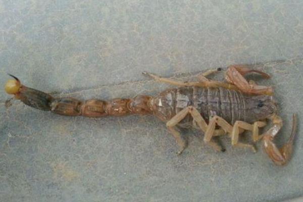 蝎子的常见病虫害及防治方法，常见的有斑霉病、黑腐病等