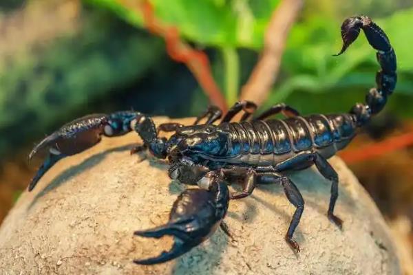 蝎子的常见病虫害及防治方法，常见的有斑霉病、黑腐病等