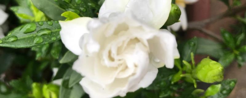 小栀子花的养护方法，在20-28℃的环境中生长旺盛