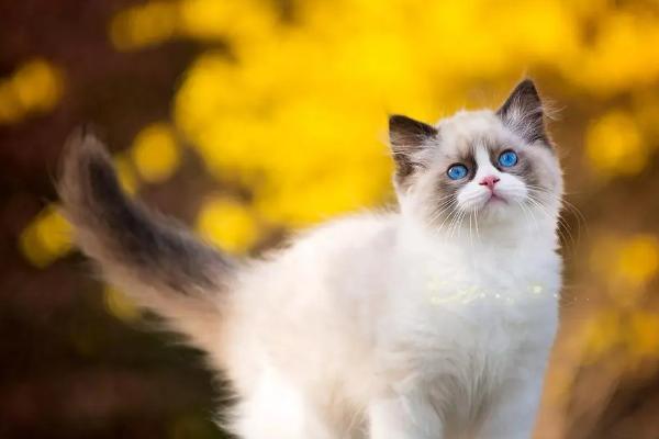 猫在春季掉毛如何处理，可采取梳毛、补充营养等措施