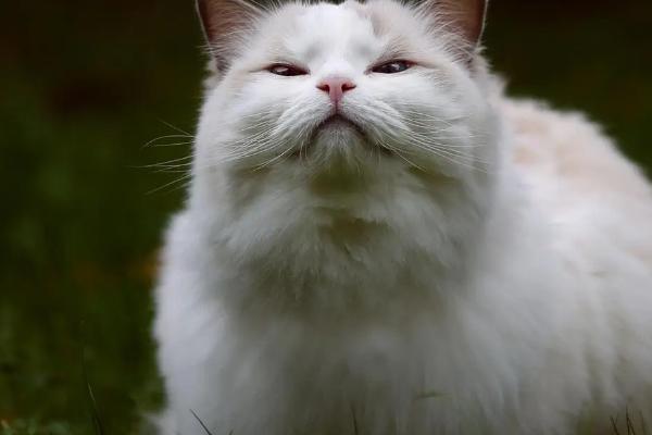 猫在春季掉毛如何处理，可采取梳毛、补充营养等措施