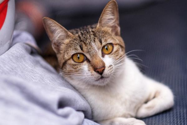 猫在春季掉毛如何处理，可采取梳毛、补充营养等措施