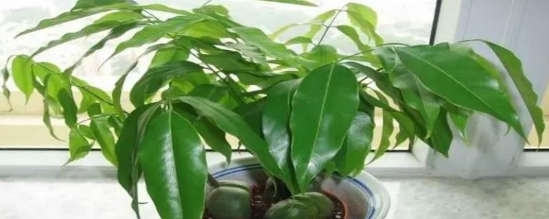 元宝树的养殖方法，适合生长在微量元素含量丰富的土壤中