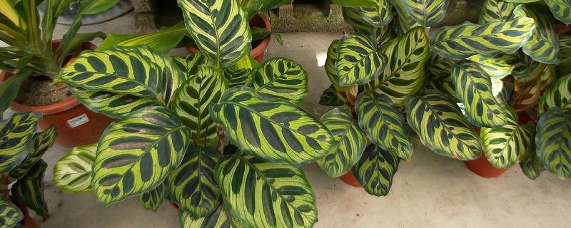 孔雀竹芋有毒吗，是一种无毒植物