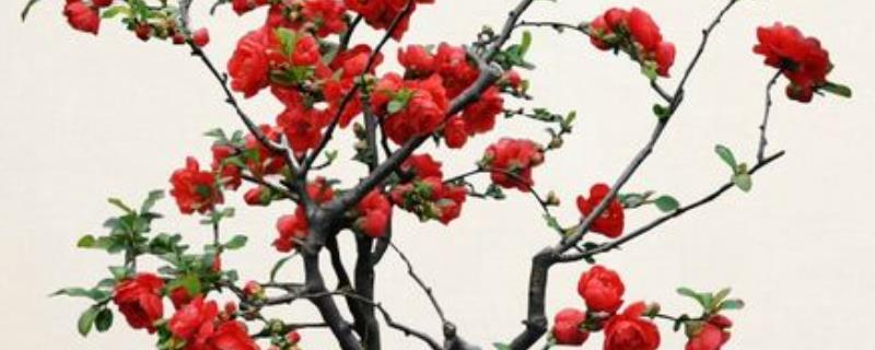 海棠花有什么特点，花色较多、花序呈伞形