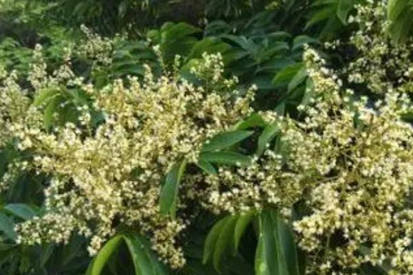 无患子树的种植方法，可以在春季进行播种种植