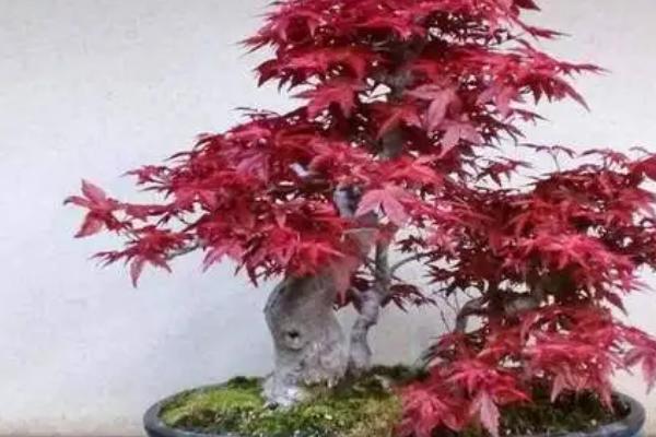 红枫冬天怕不怕冻，耐寒性较强不怕冻