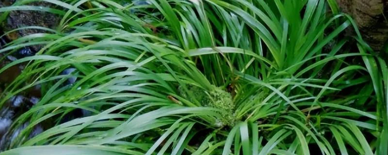 石菖蒲种植三年可以亩产多少斤，鲜货亩产量通常在800-1000斤左右