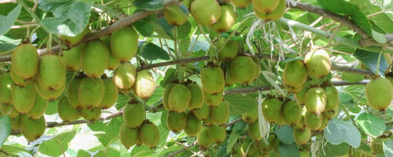 猕猴桃树的寿命，寿命在30-50年
