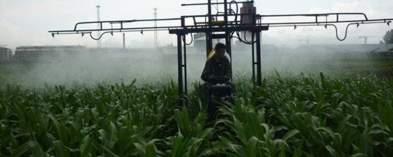 草甘膦对玉米苗有没有害，若已经出苗可能会产生药害